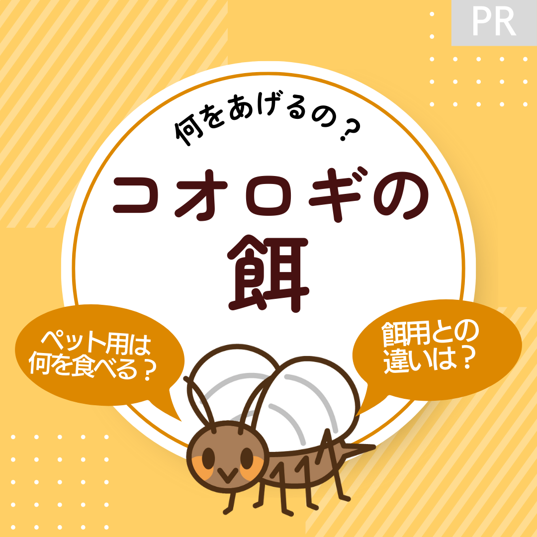 コオロギの餌のおすすめは？野菜・タンパク質の与え方や頻度、飼育方法を紹介